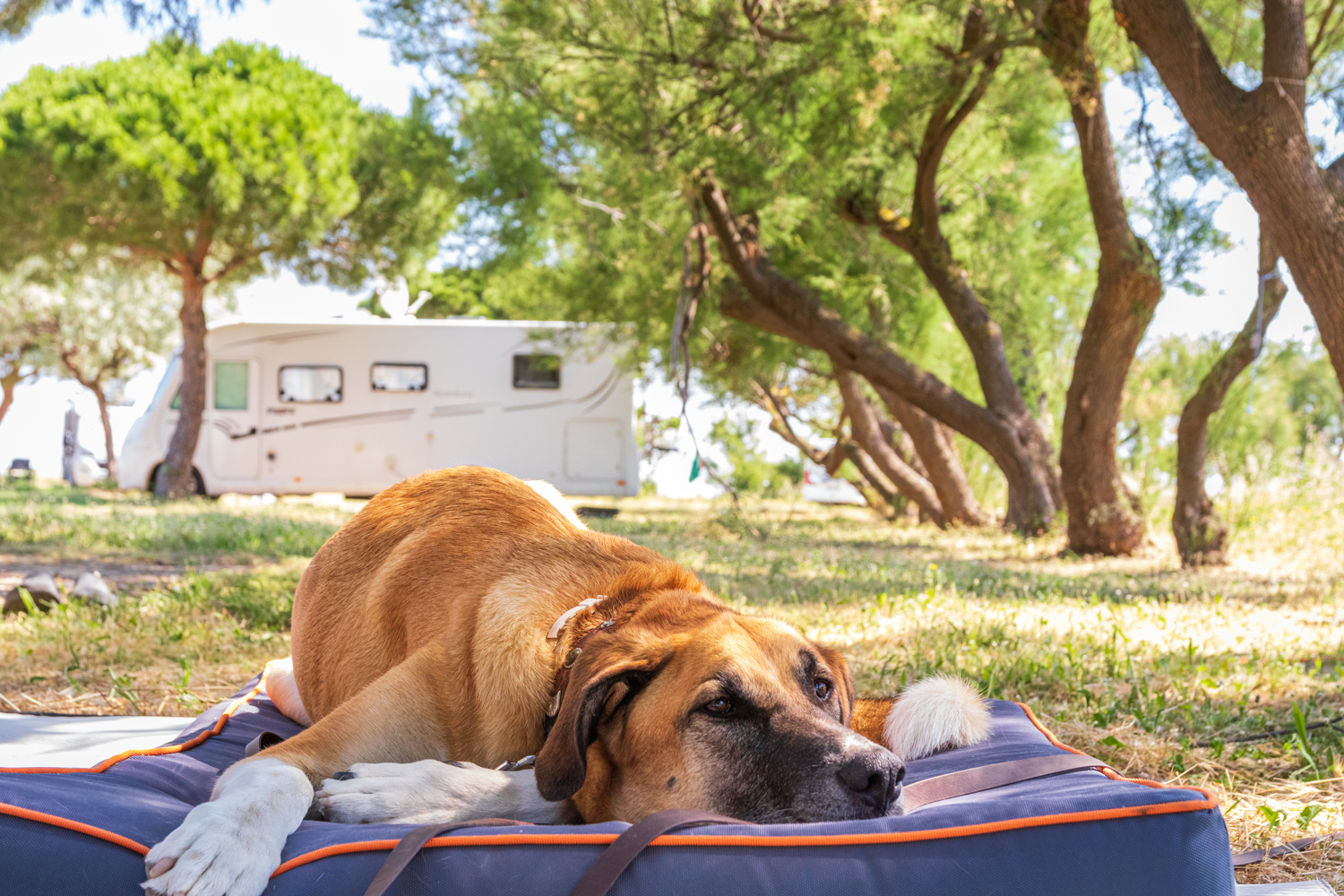 Wohnmobil mit Hund – 7 Tipps für Camper mit Hund