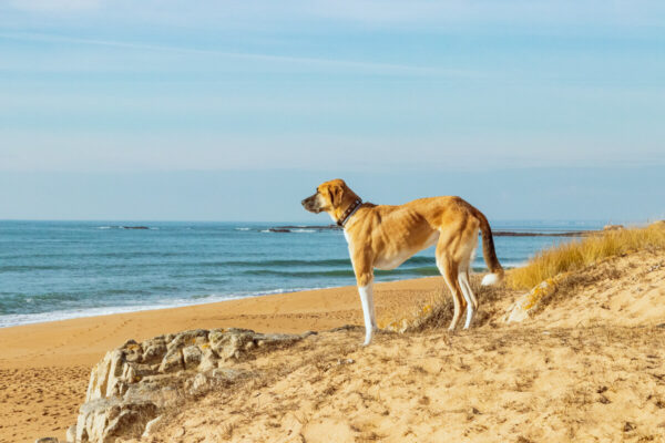 canisroad-reisebericht-erdeven-11 Canis Road - Reisebericht - Erdeven