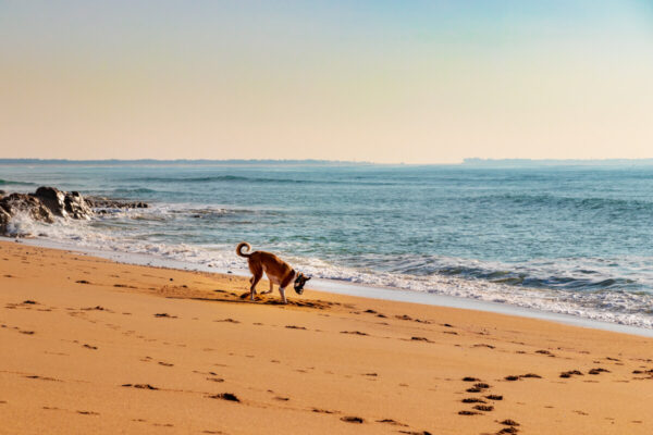 canisroad-reisebericht-erdeven-15 Canis Road - Reisebericht - Erdeven