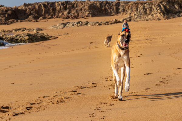 Canis Road - Reisebericht - Erdeven