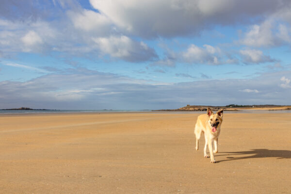 canisroad-reisebericht-erdeven-50 Canis Road - Reisebericht - Erdeven