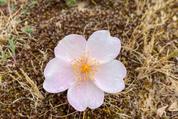 canisroad-reisebericht-erdeven-update_handy-73 Canis Road - Reisebericht - Erdeven