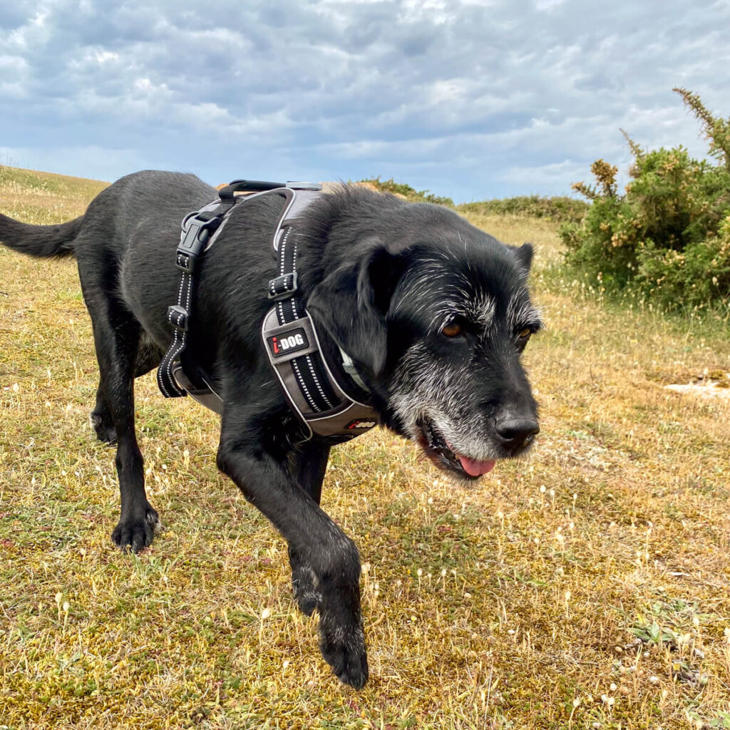 Canis Road - Reisebericht - Erdeven