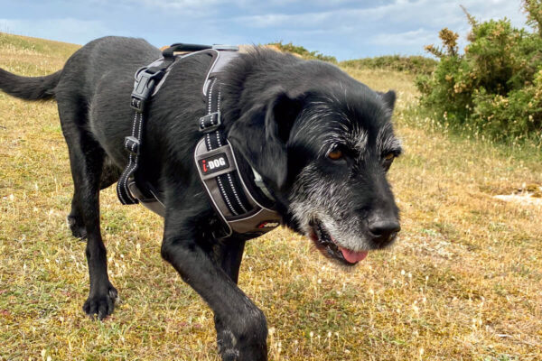 canisroad-reisebericht-erdeven-update_handy-74 Canis Road - Reisebericht - Erdeven