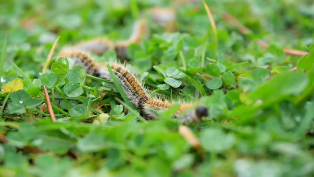 1 eichenprozessionsspinner