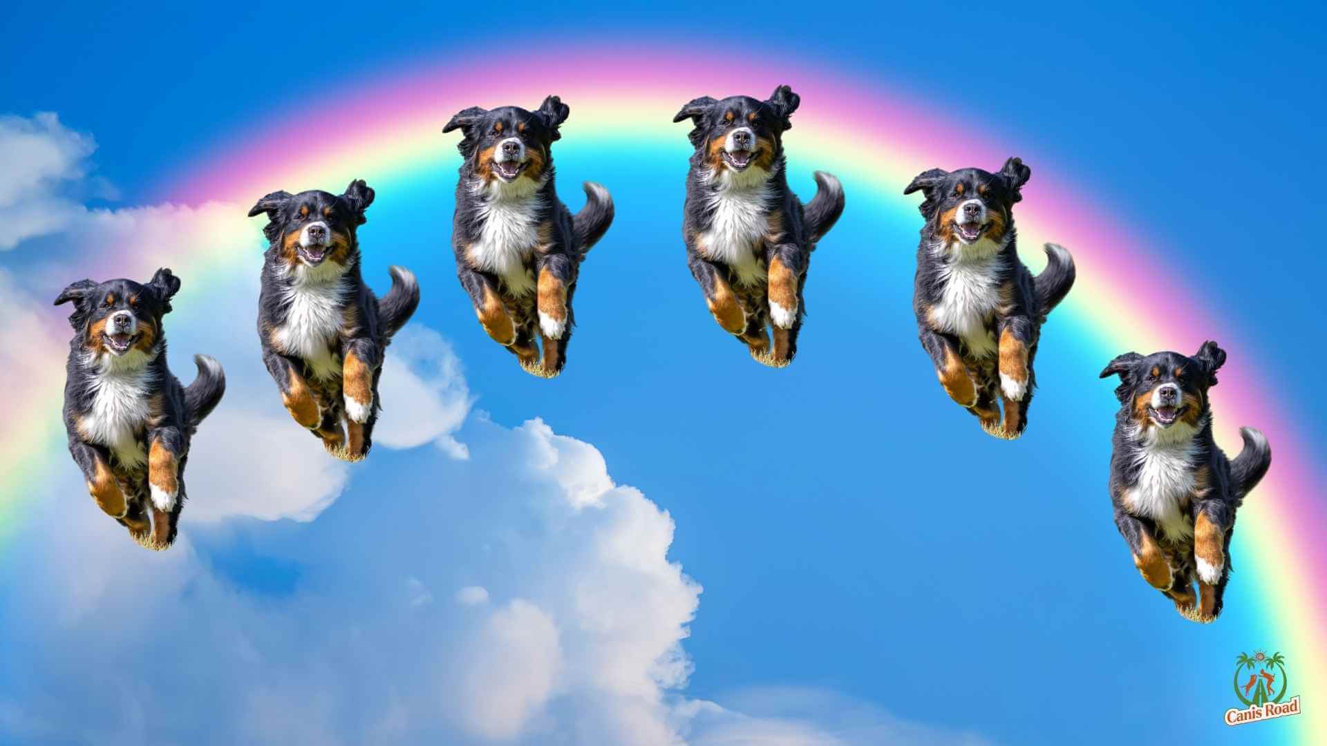 Prozessionsspinner - 8 super lebenswichtige Präventionsmaßnahmen Prozessionsspinner Hund, Gefahren, Prozessionsspinner tödlich hund,