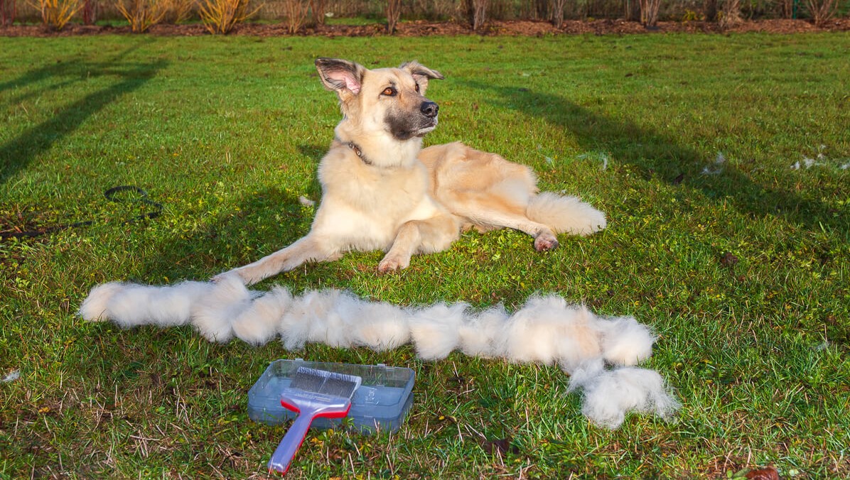 Fellpflege beim Hund – von Kurzhaar bis Langhaar die wichtigsten Techniken & Tools