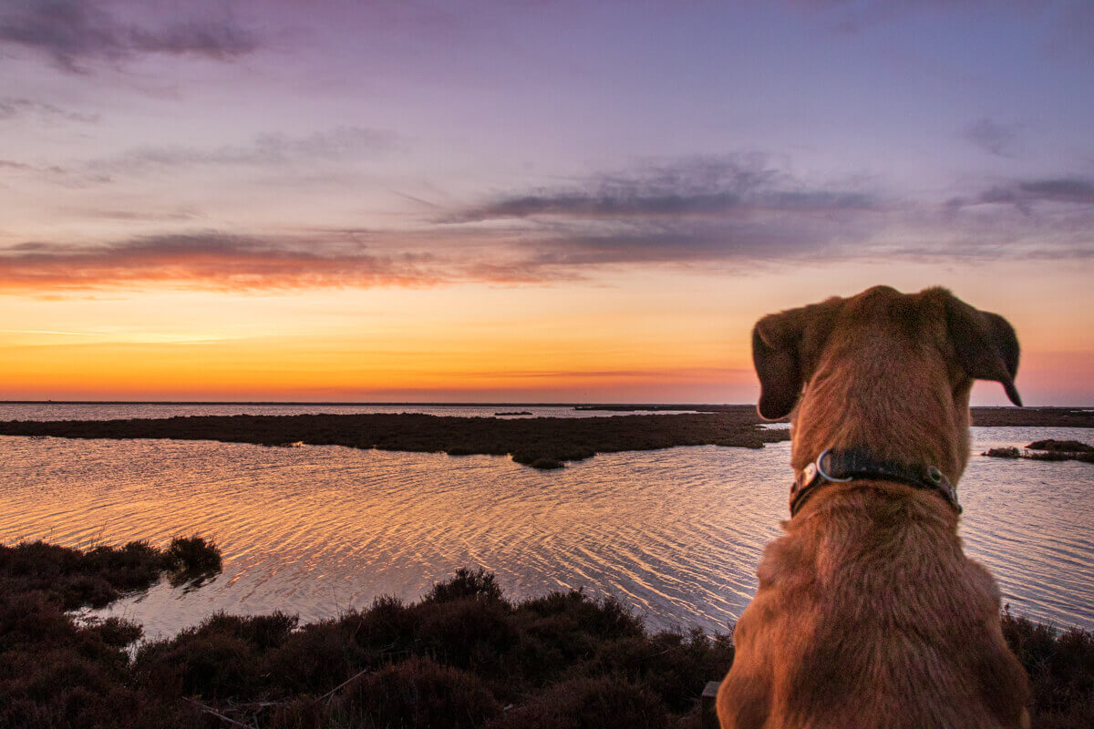 Wie wirkt sich Stress beim Menschen auf den Hund aus?