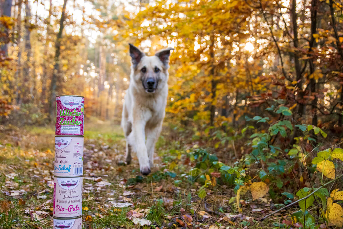 Aron testet Bio Hundefutter auf Herz und Nieren