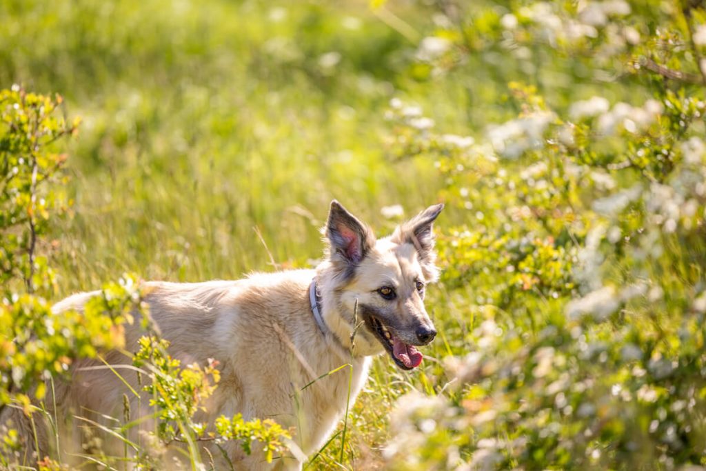 Hundewissen Anfänger & Profis Hund in Natur für den Bericht über Leptospirose mit Canis Road