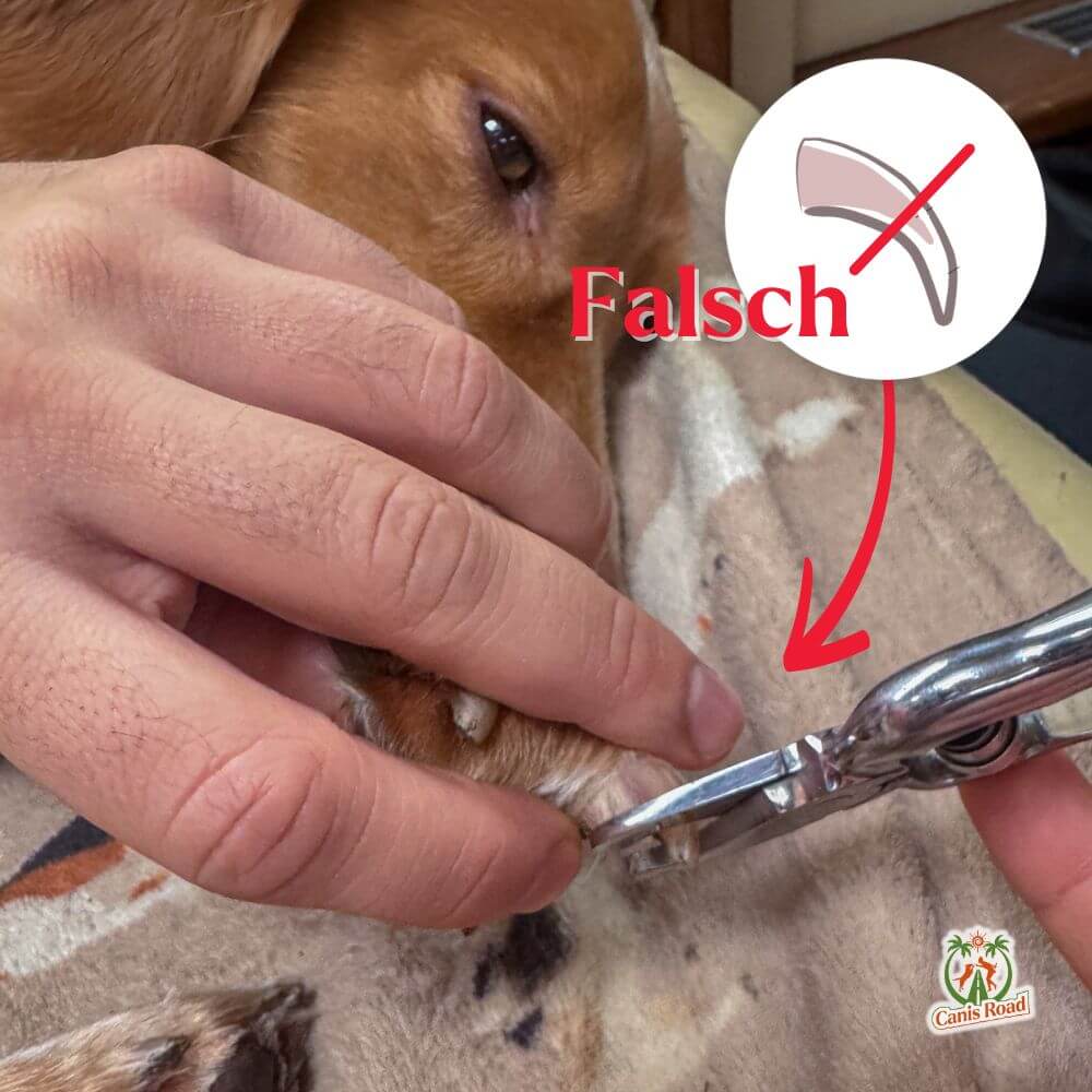 2 Krallenschneiden beim. hund