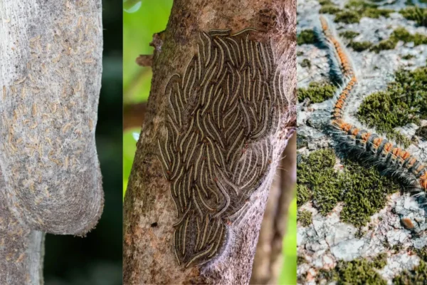 2 eichenprozessionsspinner