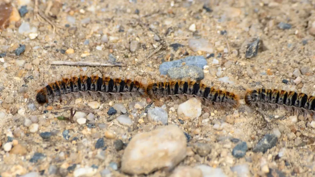 3 eichenprozessionsspinner