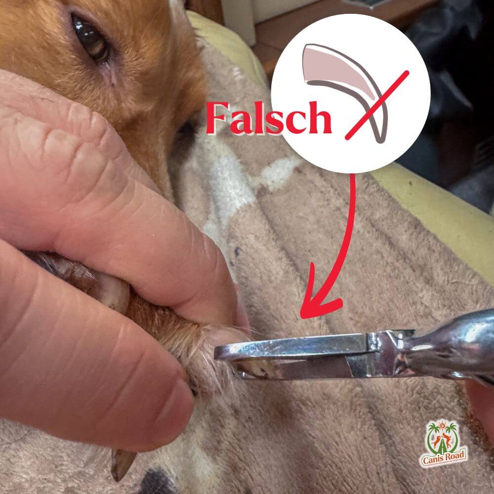3 Krallenschneiden beim. hund