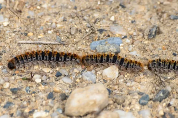 3 eichenprozessionsspinner