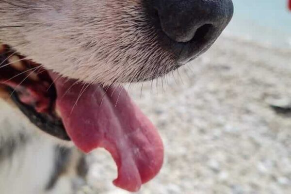 372976417_6636393803115750_6250830602431749983_n eichenprozessionsspinner hund