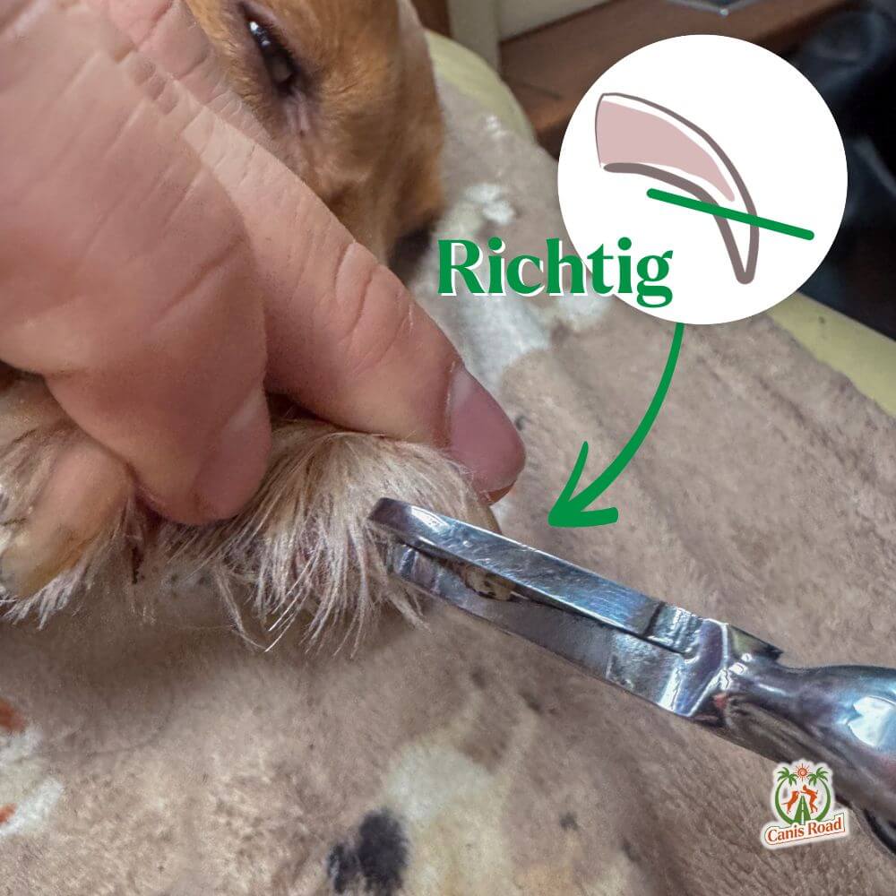 4 Krallenschneiden beim. hund