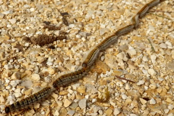 4 eichenprozessionsspinner