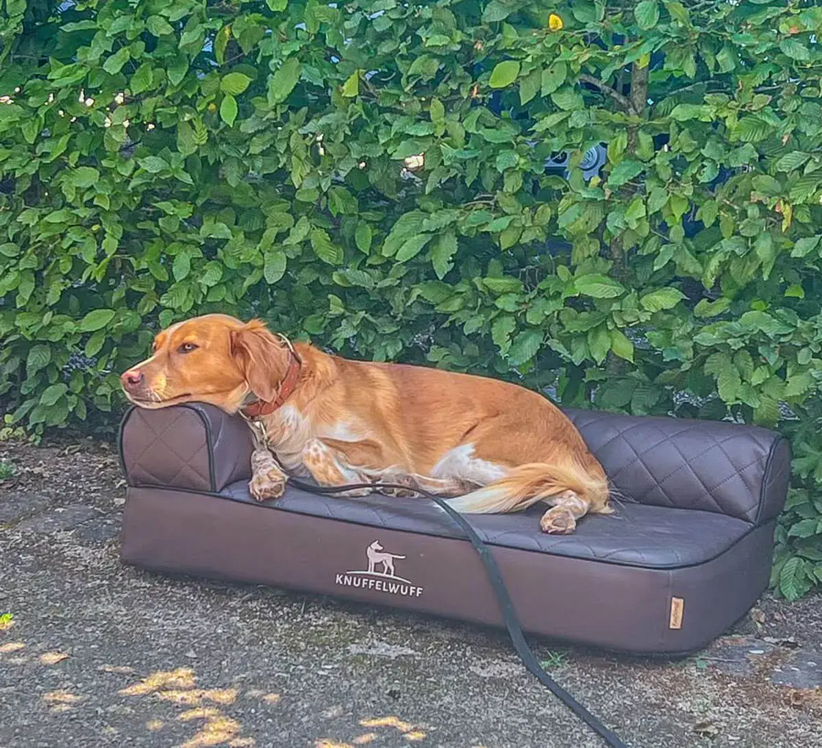 3 super Gründe für ein orthopädisches Hundebett Knuffelwuff orthopädisches Hundebett, orthopädische hundebetten