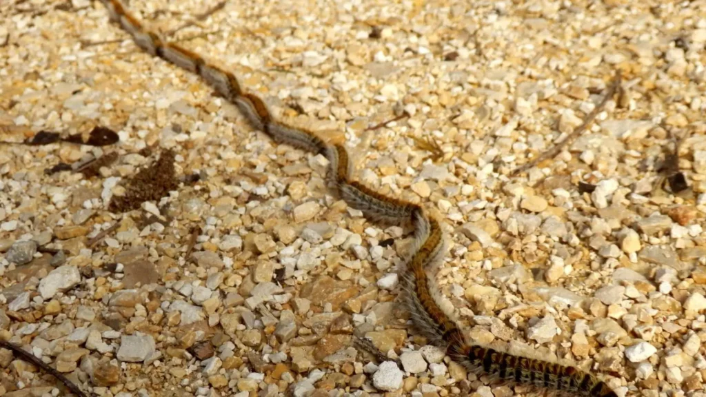 6 eichenprozessionsspinner