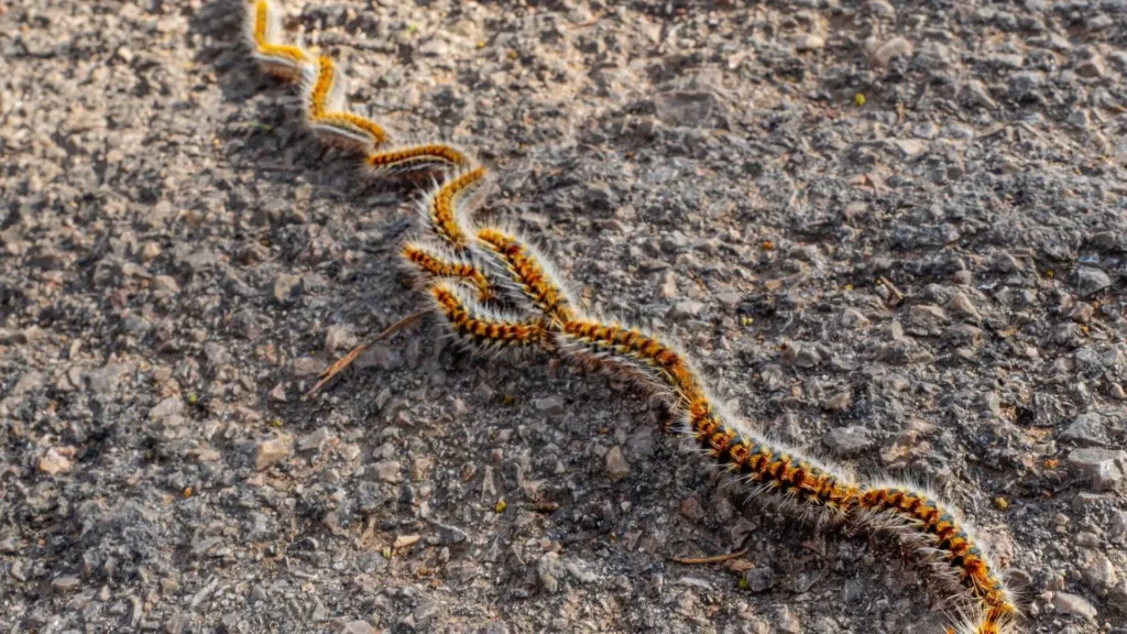 7 eichenprozessionsspinner