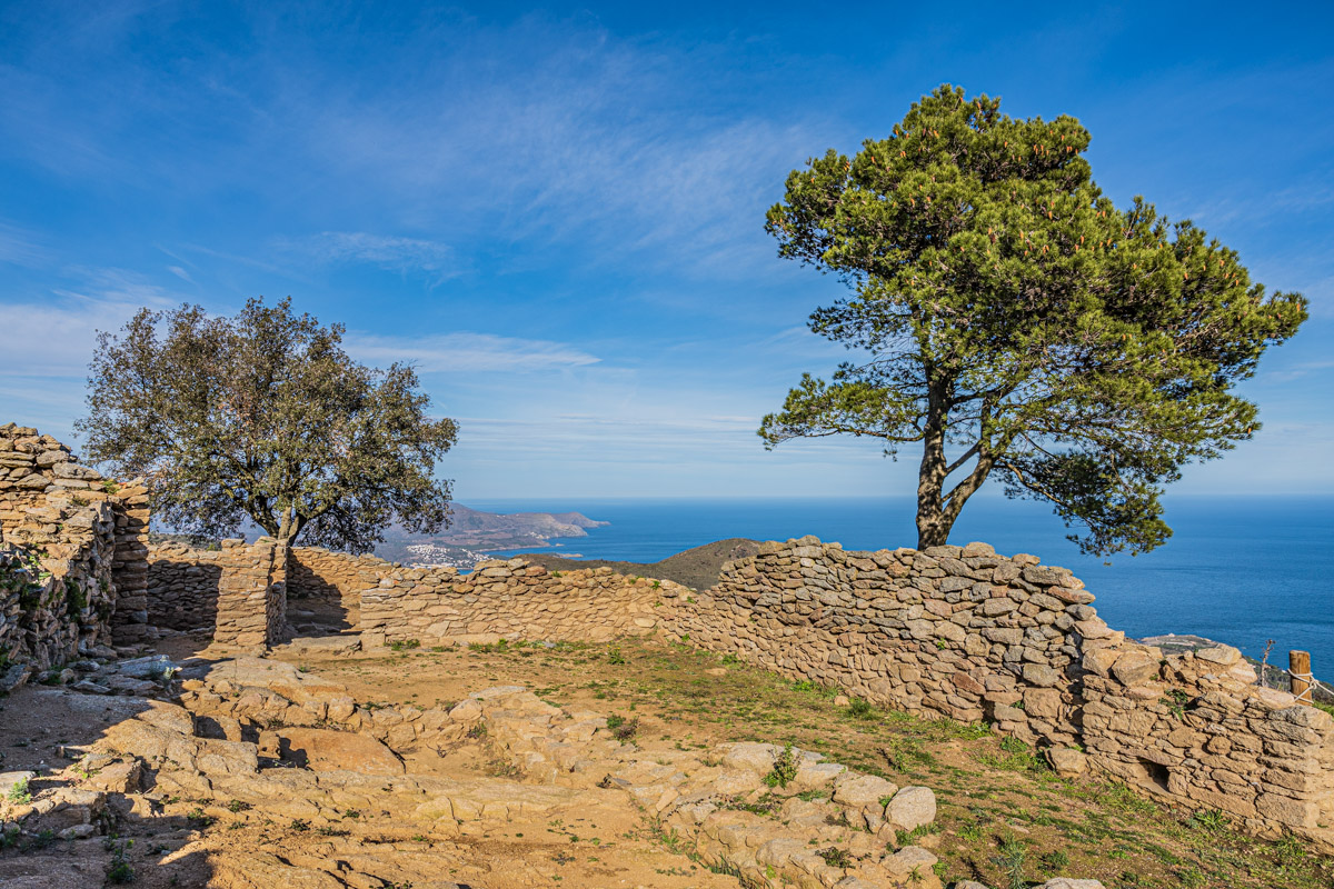 Prozessionsspinner - 8 super lebenswichtige Präventionsmaßnahmen Pinienbaum, Prozessionsspinner