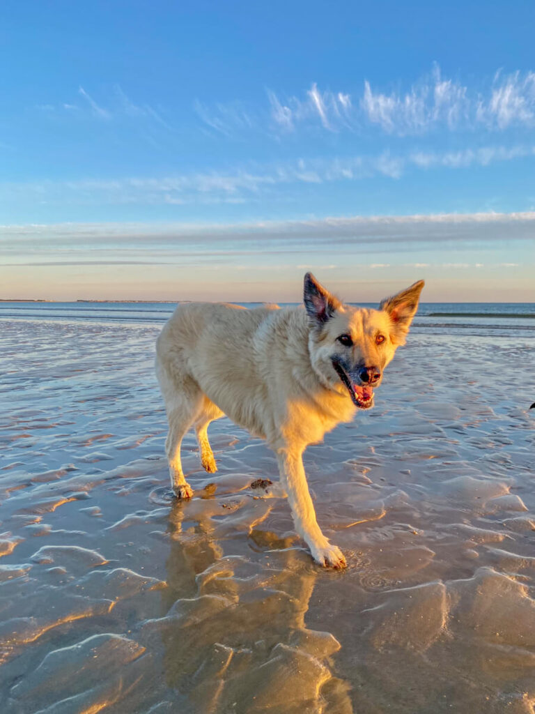 IMG_5847 Bretagne mit dem Wohnmobil, Wohnmobil mit hund