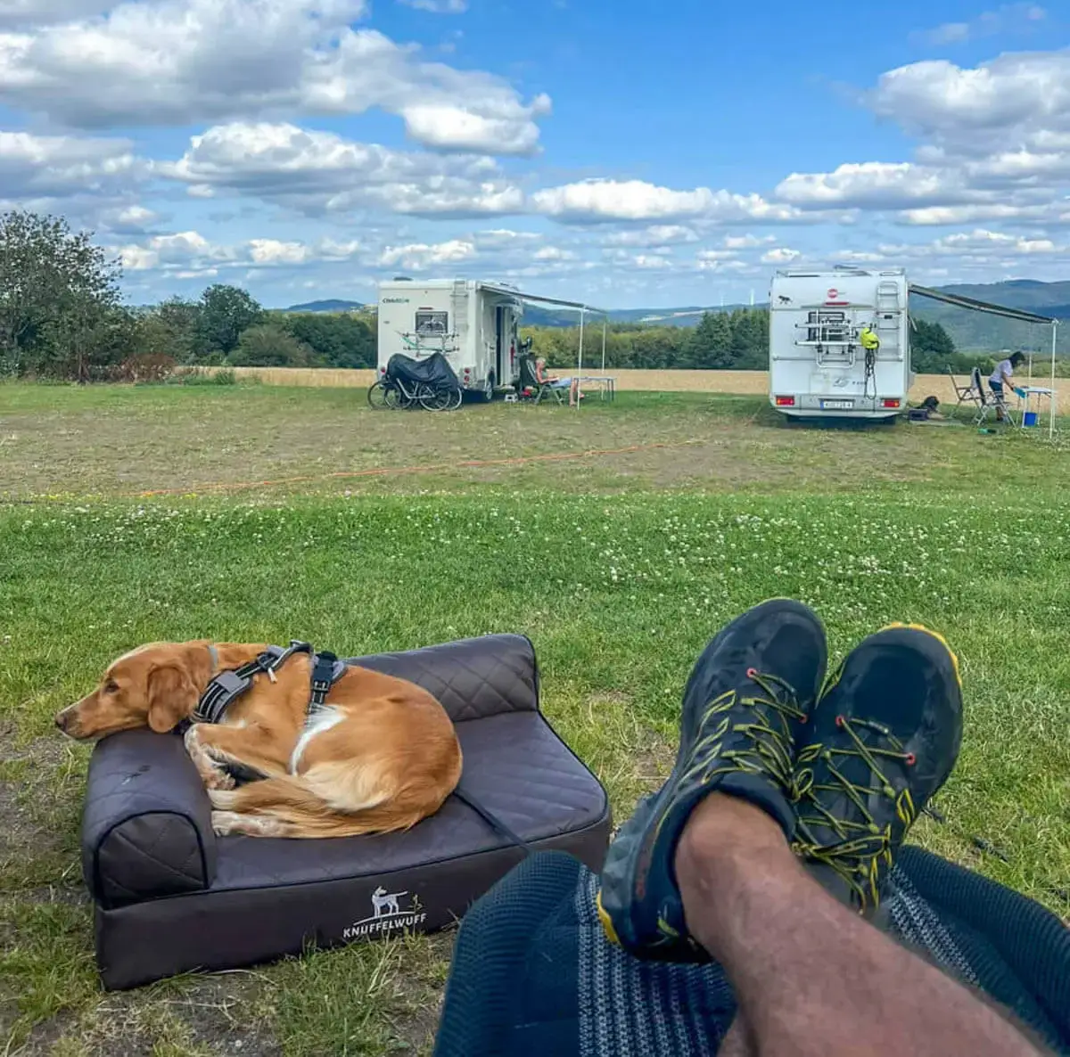 3 super Gründe für ein orthopädisches Hundebett Orthopädisches Hundebett Knuffelwuff