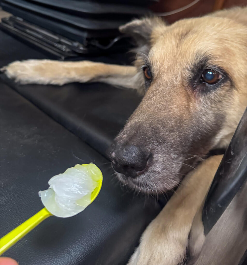 IMG_6403 Ballenpflege beim Hund mit Melkfett von Eutra Tetina