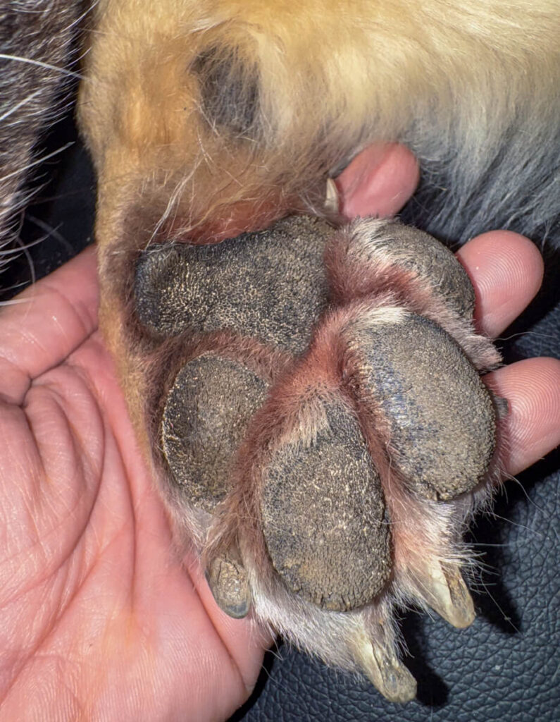 IMG_6409 Ballenpflege beim Hund mit Melkfett von Eutra Tetina