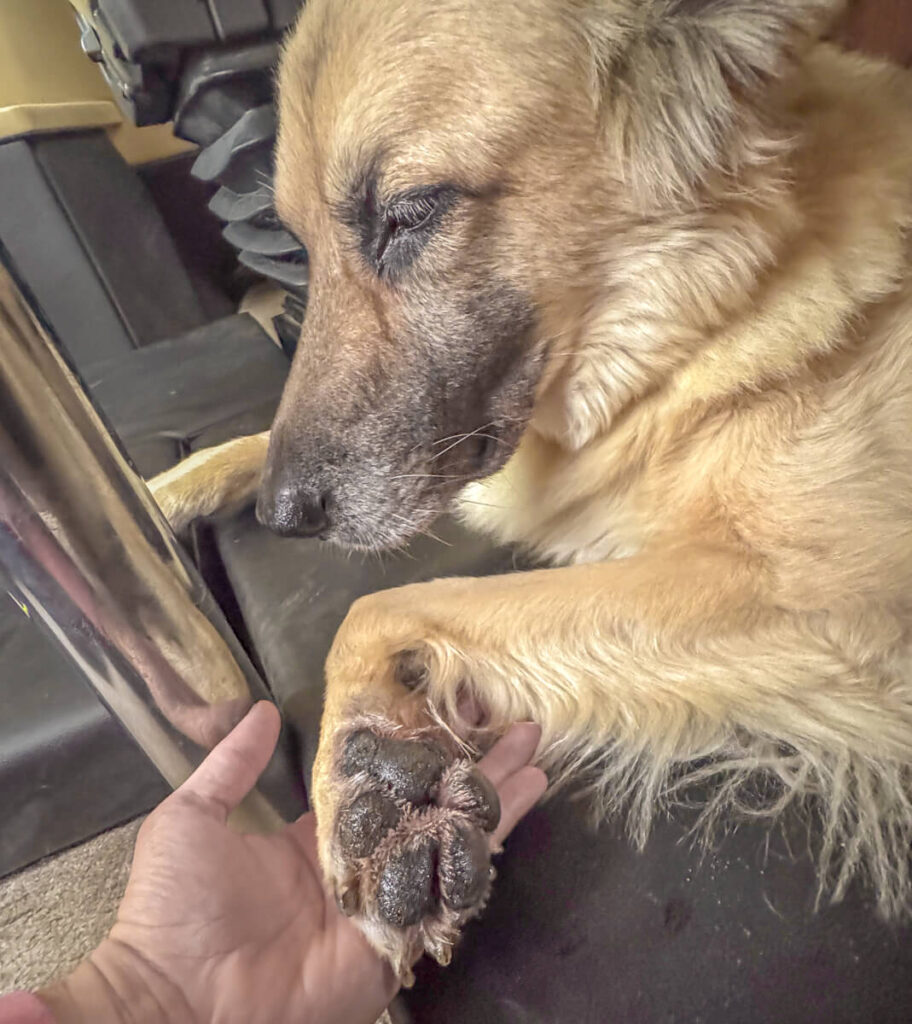 IMG_6413 Ballenpflege beim Hund mit Melkfett von Eutra Tetina