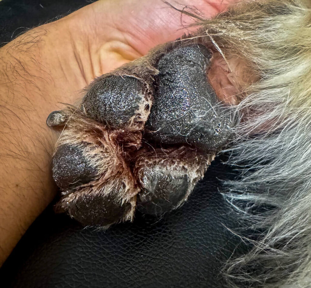 IMG_6446 Ballenpflege beim Hund mit Melkfett von Eutra Tetina