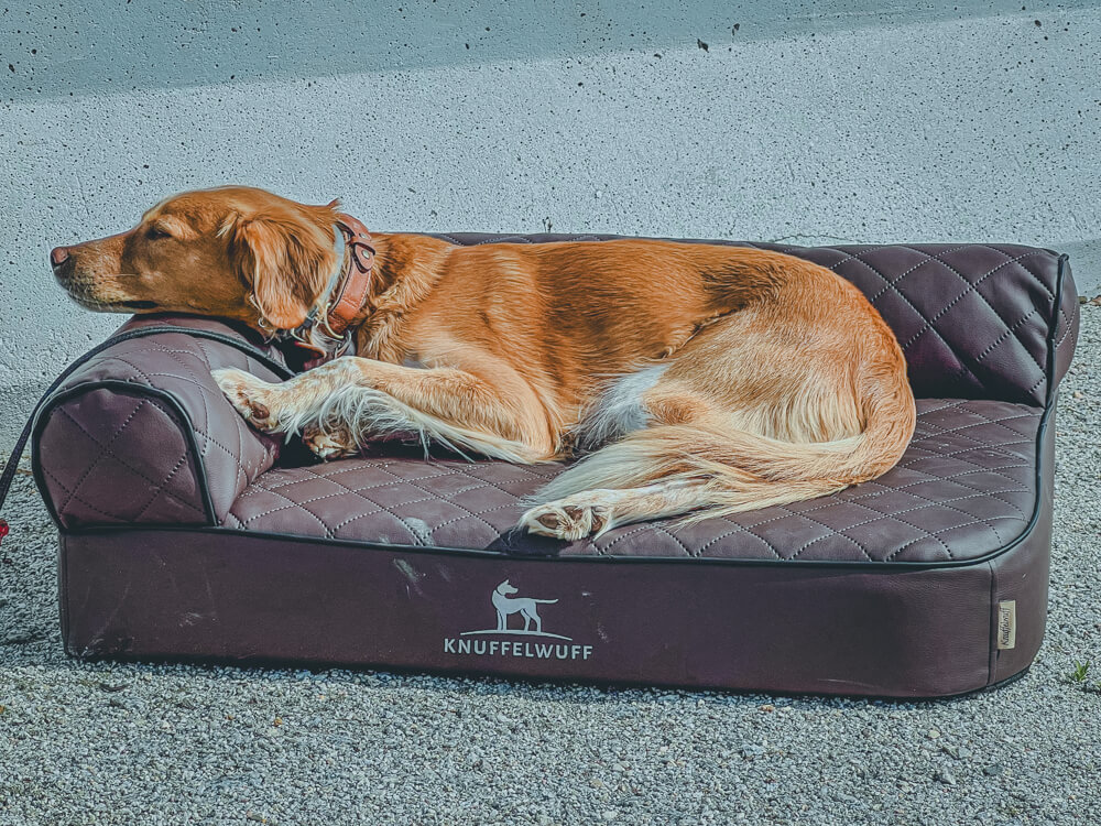 3 super Gründe für ein orthopädisches Hundebett Knuffelwuff orthopädisches Hundebett, orthopädi