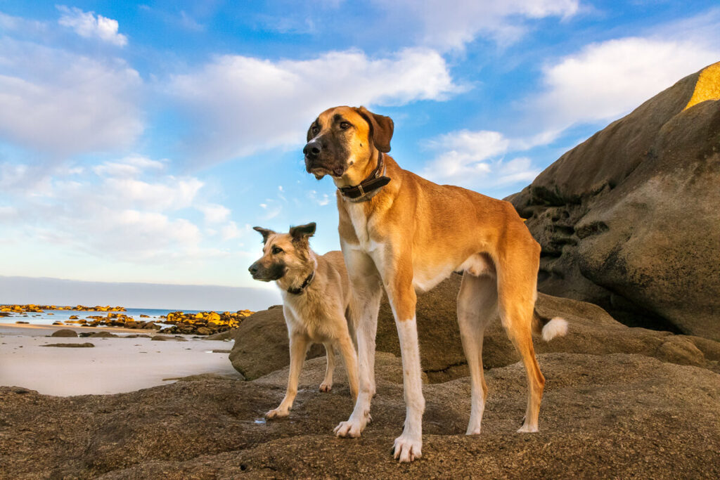 IMG_7350 Bretagne mit dem Wohnmobil, Wohnmobil mit hund