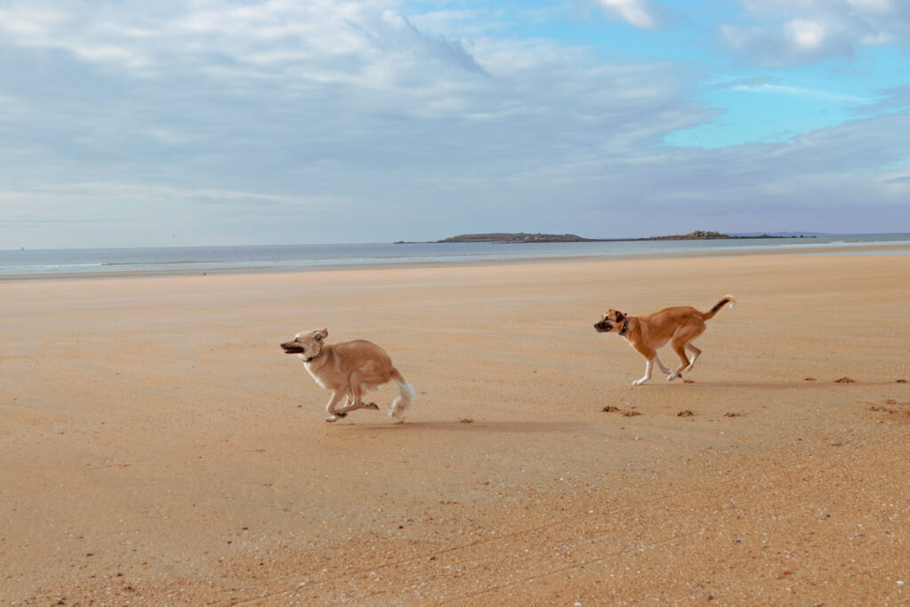 IMG_7956 Bretagne mit dem Wohnmobil, Wohnmobil mit hund