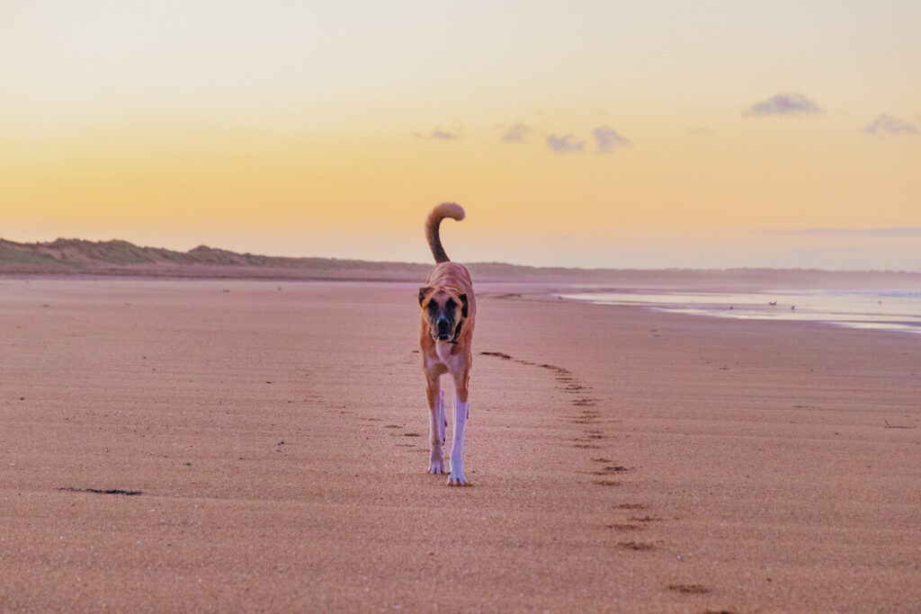 IMG_8070 Bretagne mit dem Wohnmobil, Wohnmobil mit hund