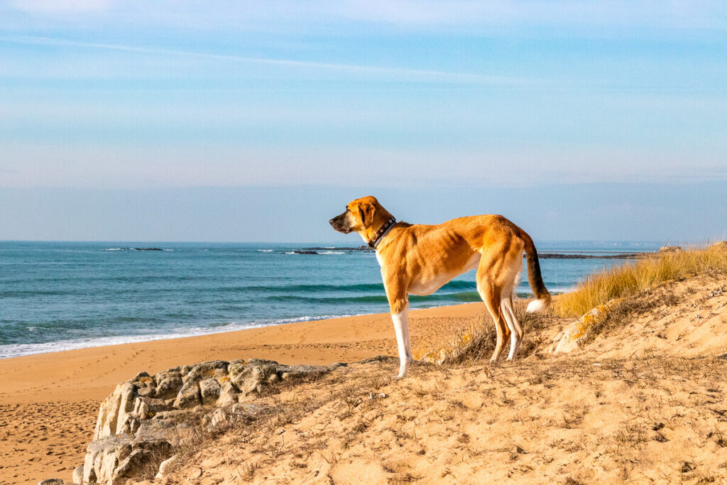 IMG_8379 Bretagne mit dem Wohnmobil, Wohnmobil mit hund