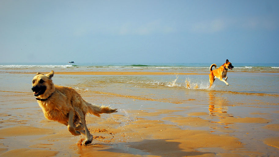 Der Bewegungsapparat des Hundes