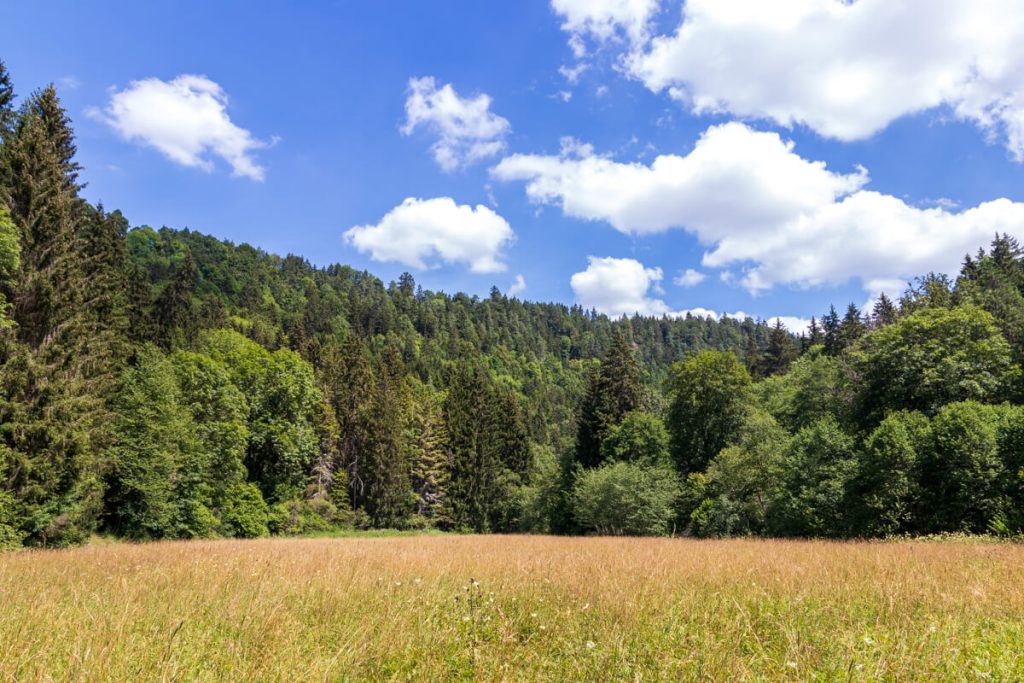 bilder-wutachschlucht-2 Canis Road Reiseführer - Wutachschlucht - Wandern mit Hund im Schwarzwald