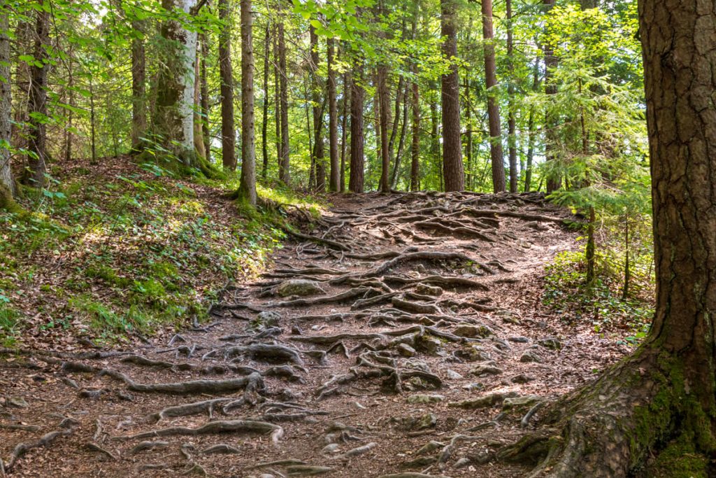 bilder-wutachschlucht-3 Canis Road Reiseführer - Wutachschlucht - Wandern mit Hund im Schwarzwald