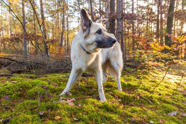 Hund beim Waldspaziergang mit Canis Road während dem Test des Bio-Hundefutters von Herzenshund mit Canis Road