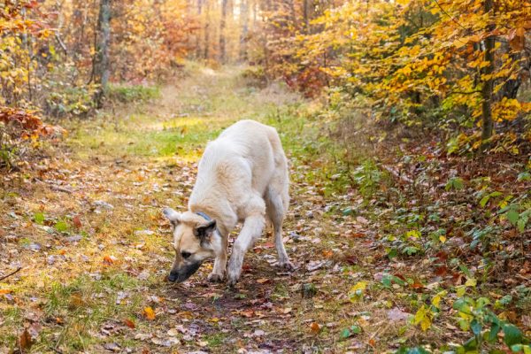 Hund bei der Fährtensuche mit Canis Road während dem Test des Bio-Hundefutters von Herzenshund mit Canis Road