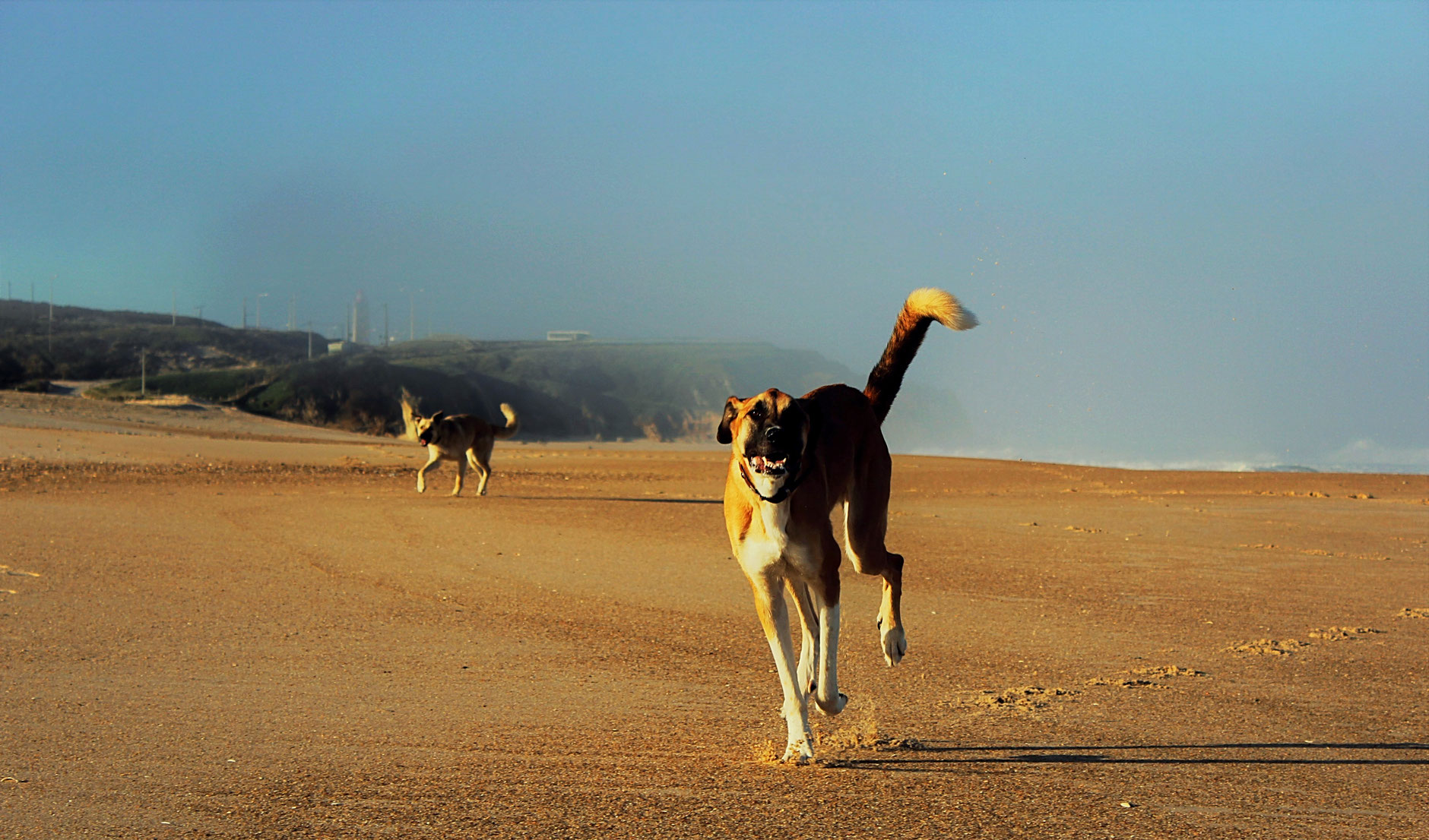 Hundetraining Leckerlies Hund rennt am Strand mit Canis Road