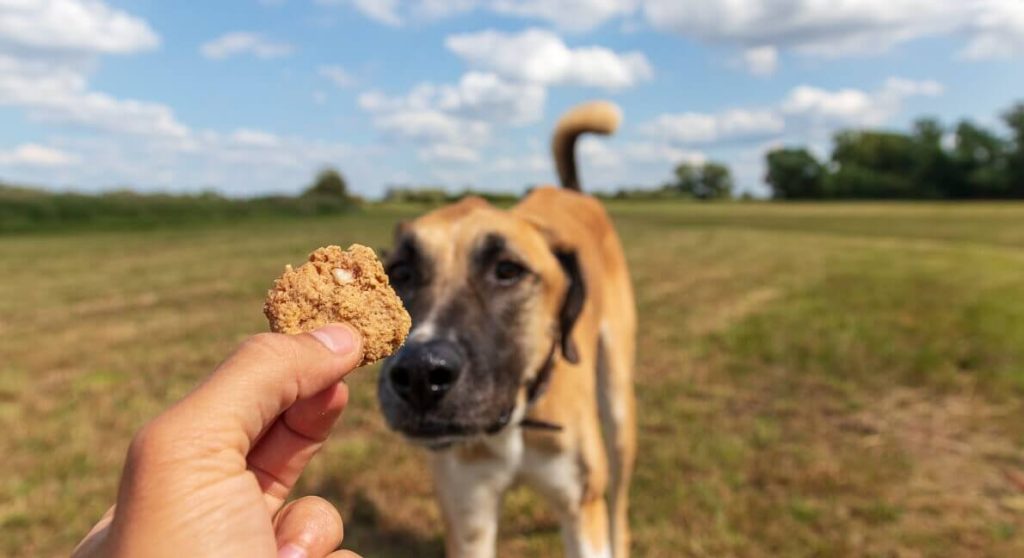 canis-road-kochen-fuer-hunde-leberwurst-cookies-1 Hund isst selbstgemachte Hundeleckerlies mit Leberwurst von Canis Road