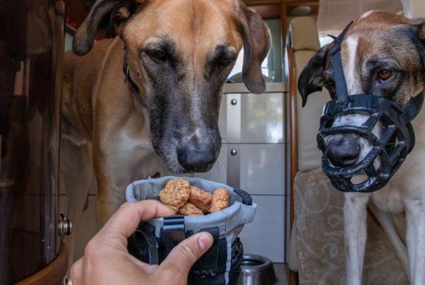 Canis Road - Hunderezepte - Hundeleckerlies selber machen