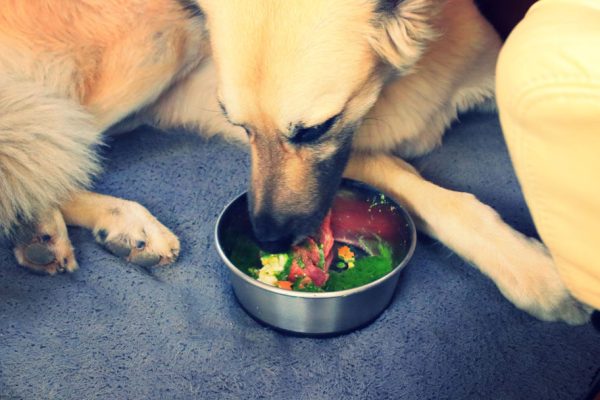 Hund isst selbstgekochtes Hundefutter von Canis Road