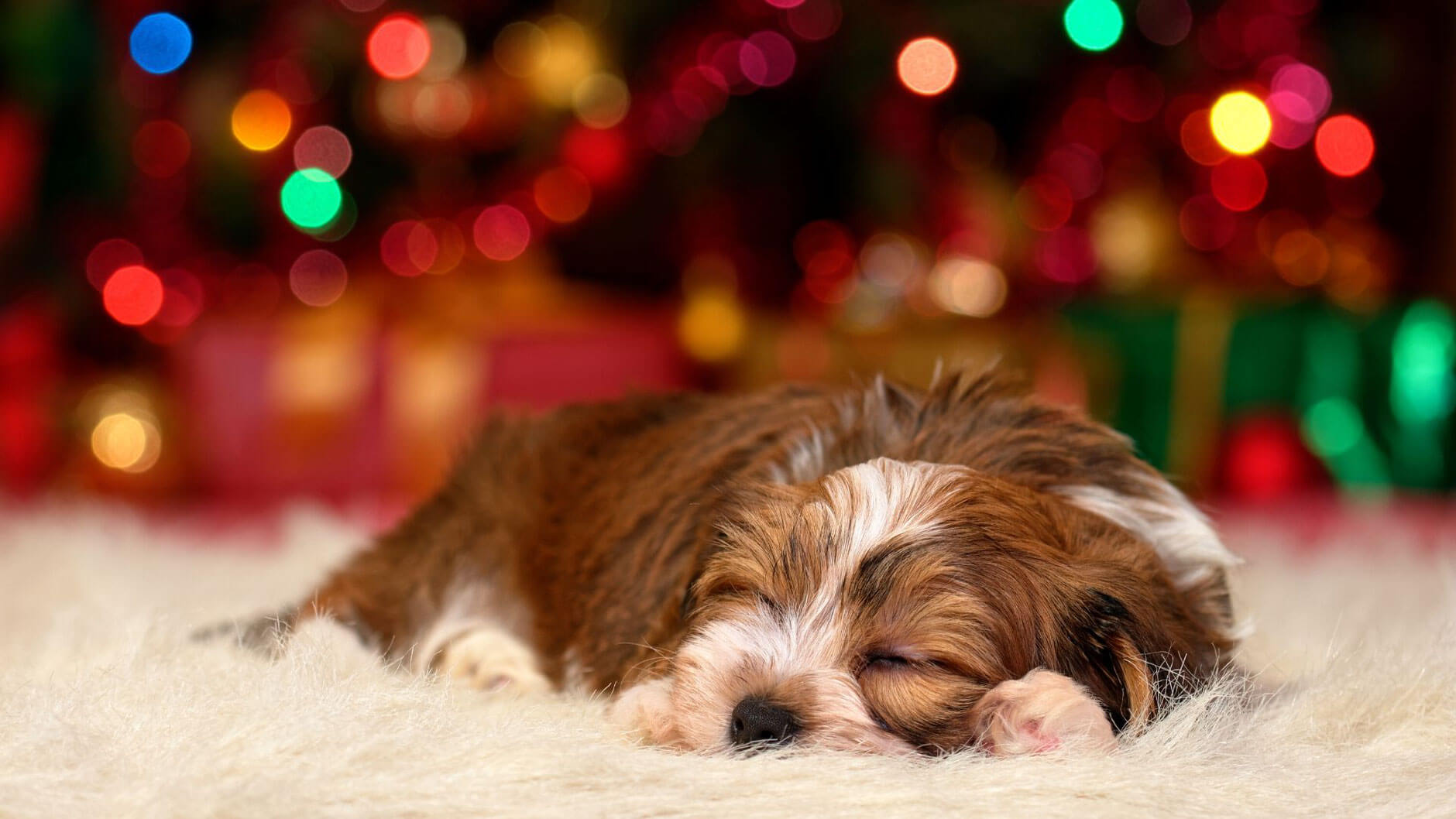 Gefahren an Weihnachten mit Hund: Tipps für sichere Festtage
