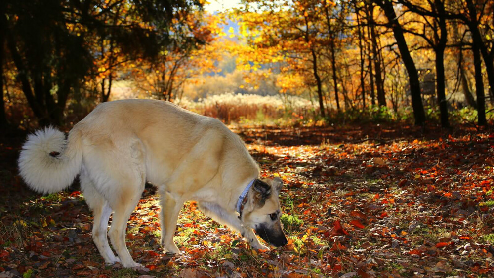 Die Herbstgrasmilbe - Ein lästiger Parasit für Hunde Hund im Wald mit Befall durch Herbstgrasmilbe mit Canis Road