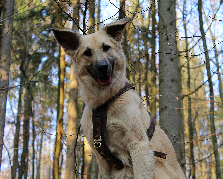 Die Herbstgrasmilbe - Ein lästiger Parasit für Hunde Canis Road Hund Aaron im Wald