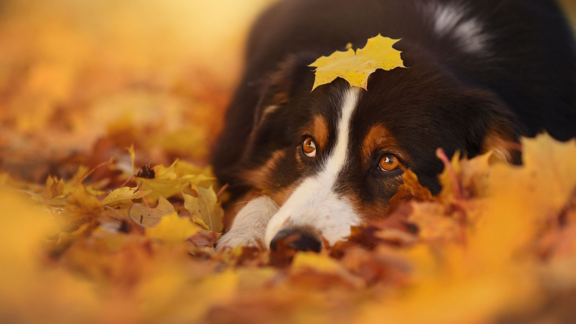 Die  Herbstgrasmilbe – Ein lästiger Parasit für Hunde